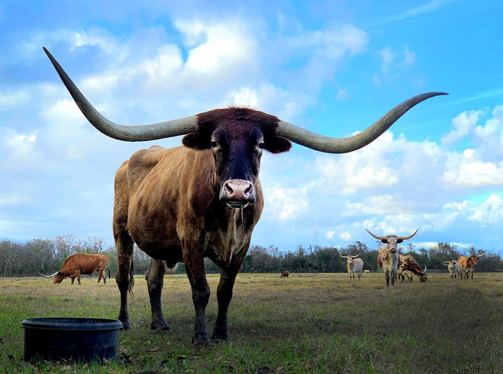 Longhorn in field near Crowley TX